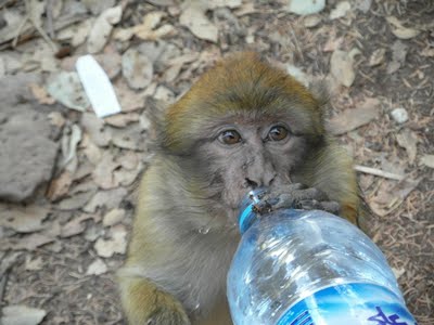 photo de jeune macaque magot désaltéré