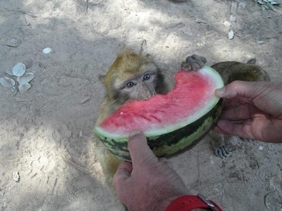 photo de Macaque magot aidé en alimentation avec pastèque