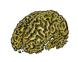 illustration avec dilation de cerveau humain doré