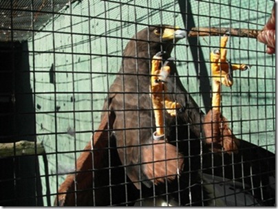 photo d'animal dans un zoo sordide : buse de Harris