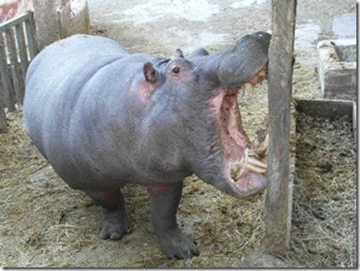 photo d'animal dans un zoo sordide : hippopotame
