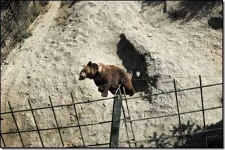 photo d'animal dans un zoo sordide : ours brun