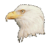 tête blanche d'aigle pour illustrer métaphore