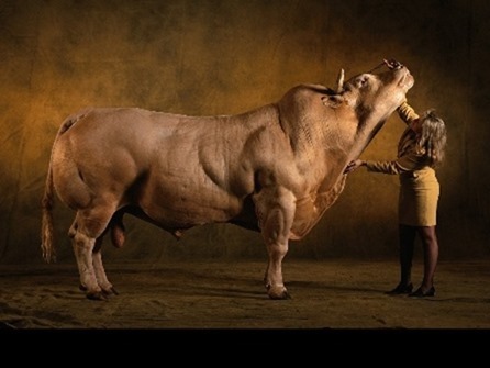 photo d'un femme maquignonne estimant gros spécimen bovin