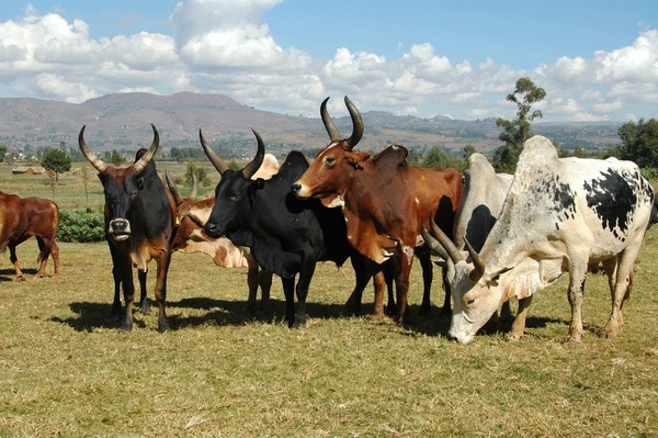 photo d'un groupe de zébus dans un pré de Madagascar