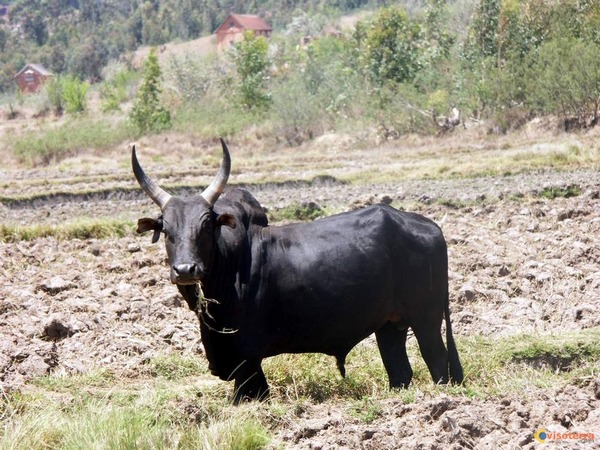 photo d'un zébu noir dans un champ de culture malgache