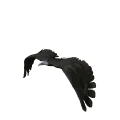 illustration avec vautour noir en vol