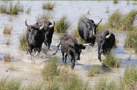 photo de cinq taureaux courant en liberté dans les marécages de Camargue