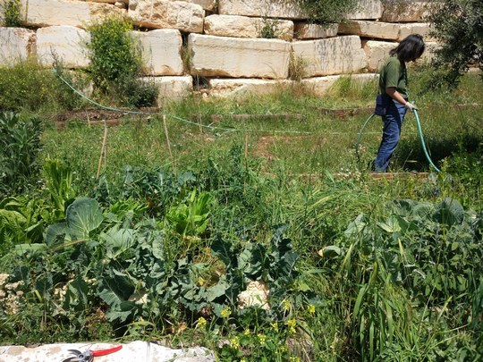 Photo de jardin  Institut palestinien de la biodiversit et de dveloppement durable, Universit de Bethlem.