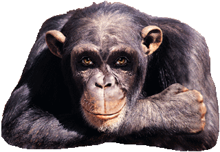 image anime d'un chimpanz, approbateur, levant le pouce.