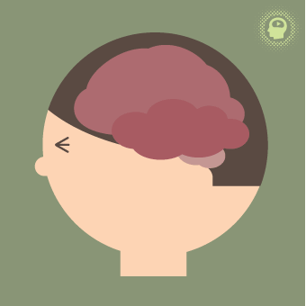Image animée de crâne rond avec cervelle rafraîchie.