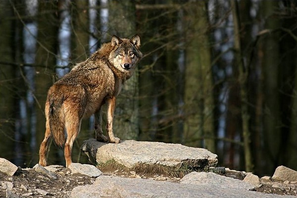 photo de loup, pattes sur roc, au milieu des troncs d'une forêt.