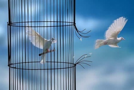 Image de colombes s'échappant d'une cage ouverte.
