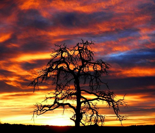 photo d'arbre nu sur fond multicolore de crépuscule