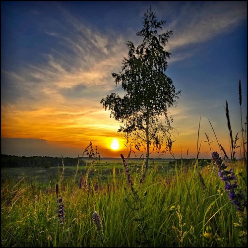 Photo de lever de soleil sur prairie fleurie.