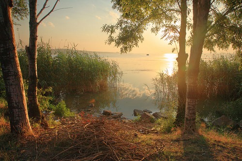 photo d'aube sur rive, entre troncs, roseaux et fagot