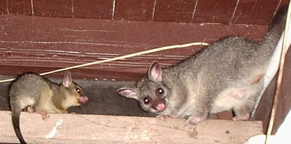 deux marsupiaux sur poutre en Australie, Territoire du Nord