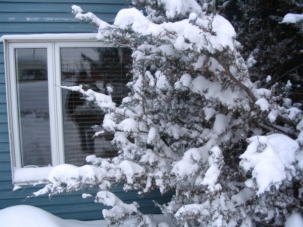 Photo de fenêtre de maison avec silhouette, derrière branche chargée de neige.