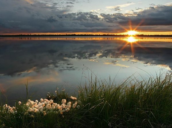 Photo d'aurore au bord d'un lac avec fleurs blanches.