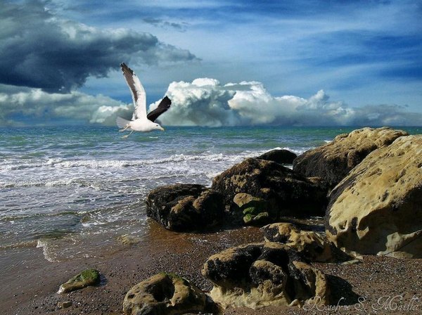 Photo de goland en vol au-dessus de rocs sur le rivage.