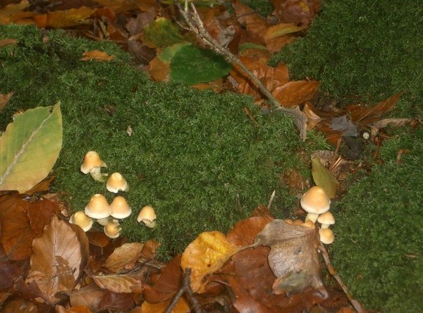 Photo de sous-bois avec mousse, champignons et feuilles mortes.