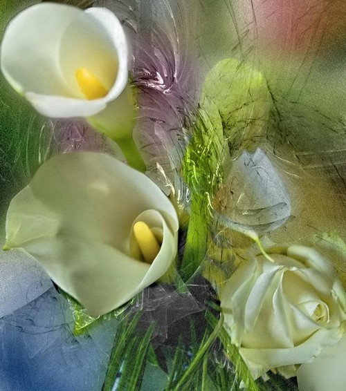 Photo d'une composition florale  base d'arums avec jeux de lumires.