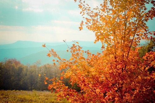 Photo, paysage d'automne de monts et bois, tons cyan et or prédominants