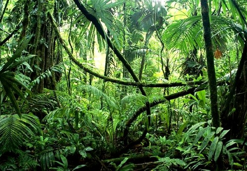 photo de végétation dense équatoriale