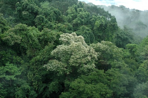 Photo de canope fleurie au Laos.