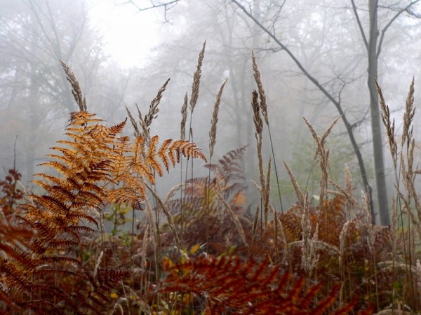 Photo de sous-bois en automne avec brume.