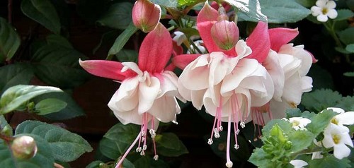 fleurs de fushia, roses et blanches, sur fond d'ombre
