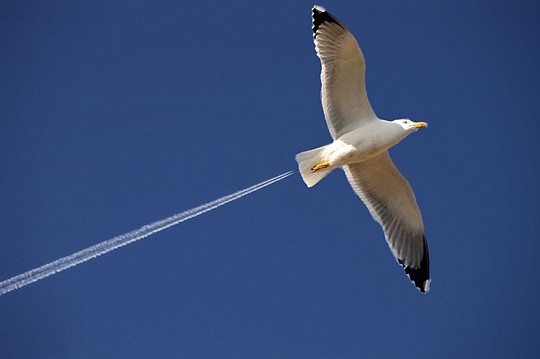 Photo de goéland en vol dans un ciel bleu, laissant sillage.