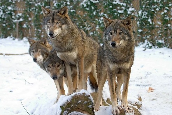 Photo de quatre loups sur souche dans clairière enneigée.
