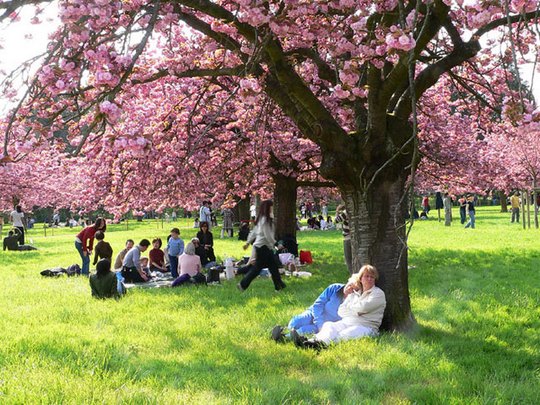 Photo de gens au repos sous cerisiers en fleurs roses.