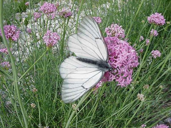Photo de papillon blanc posé sur fleur rose.
